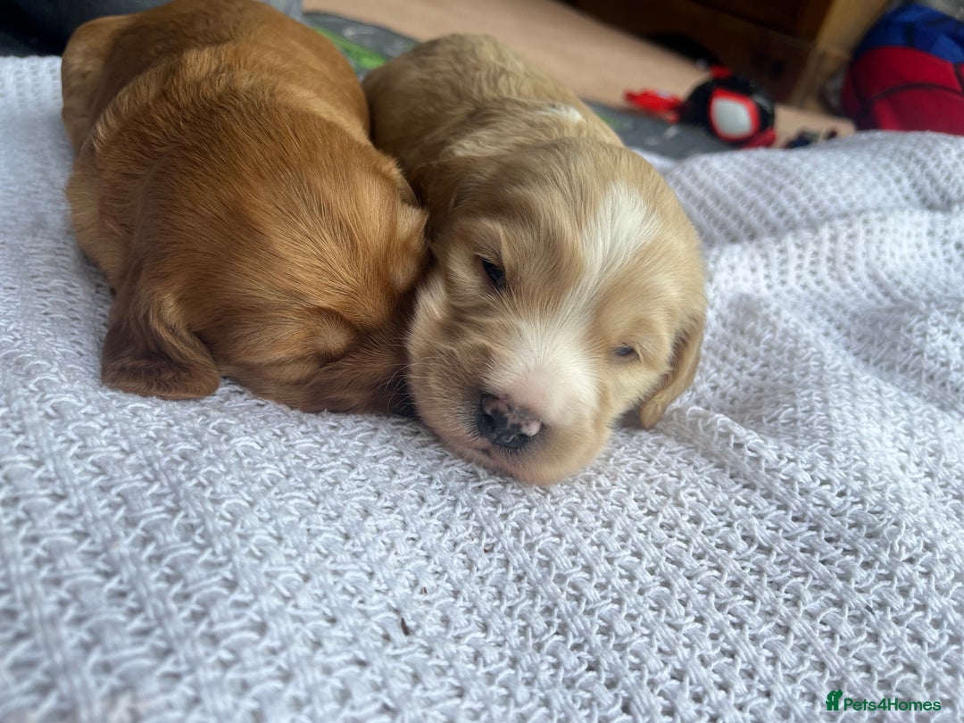 Cockapoo dogs for sale: Cockapoo X Coker spaniel  - Image 5