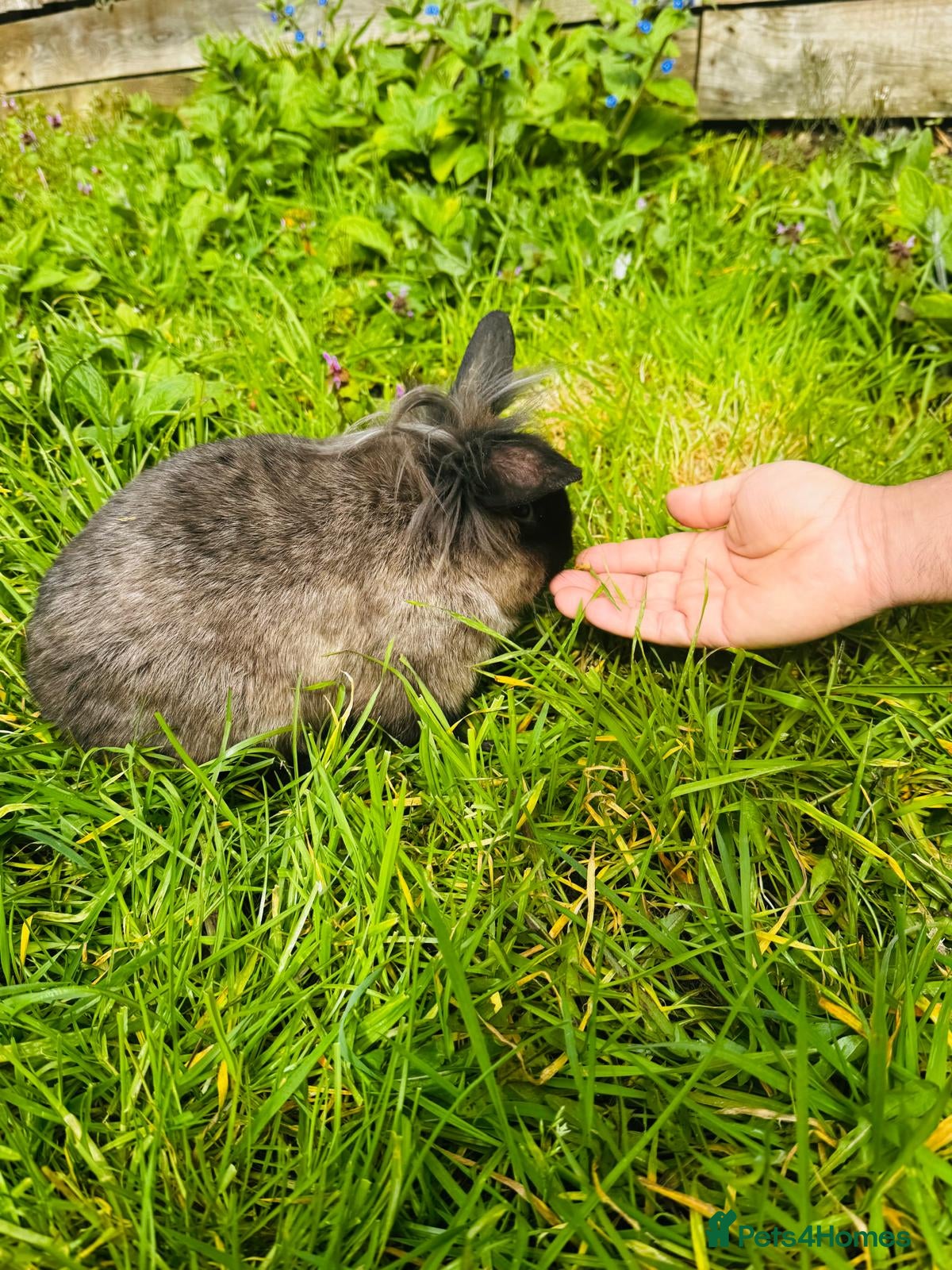 Continental Giant rabbits Continental Giant Rabbits - Advert 18