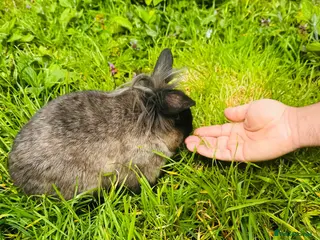 Continental Giant rabbits Continental Giant Rabbits - Advert 18