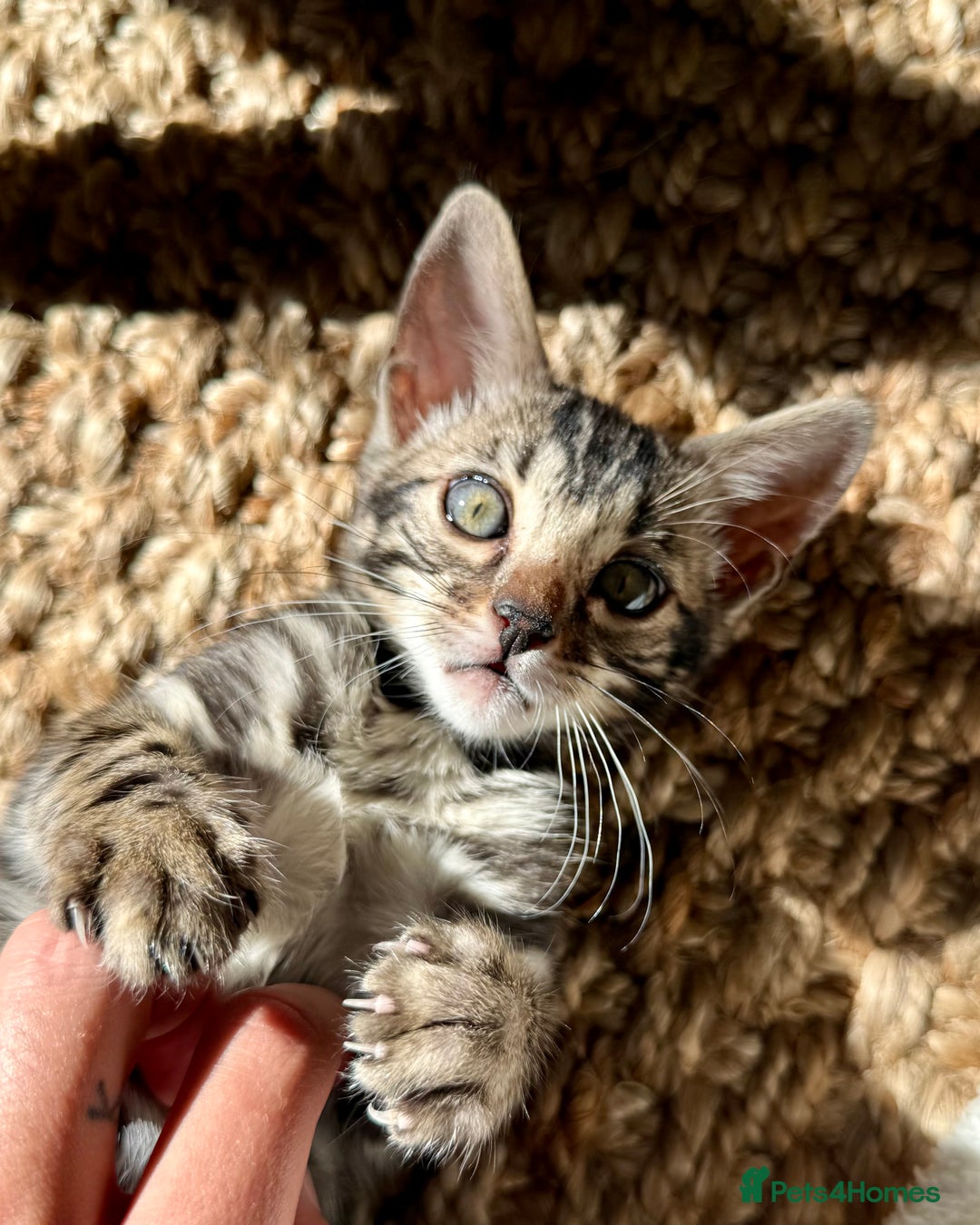 Bengal cats for sale: Stunning Glittered Pedigree Bengal Female TICA reg - Image 13