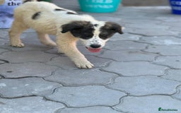 Mixed Breed dogs for adoption: ODIN, a superb young boy - for a Loving Home - Image 21