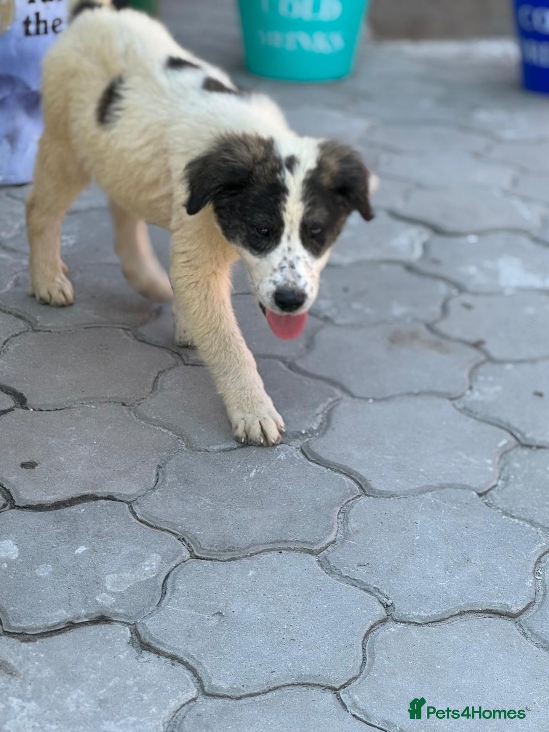 Mixed Breed dogs for adoption: ODIN, a superb young boy - for a Loving Home - Image 21