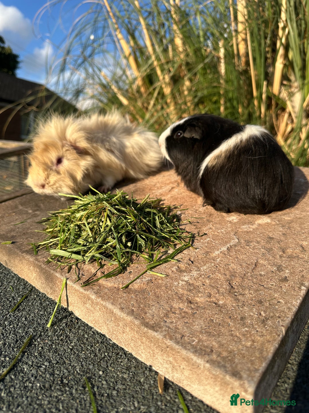 Guinea Pig rodents for sale: 4 lovely bonded boys Avalible 🩵 - Image 5