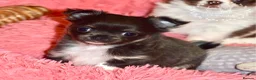 Chihuahua dogs for sale: Beautiful long coat chihuahua puppies - Advert 4