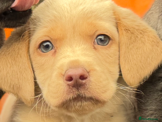 Labrador Retriever dogs stunning Lab Puppies Rare Colours & Family Raised - Advert 1