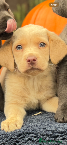 Labrador Retriever dogs stunning Lab Puppies Rare Colours & Family Raised - Advert 14