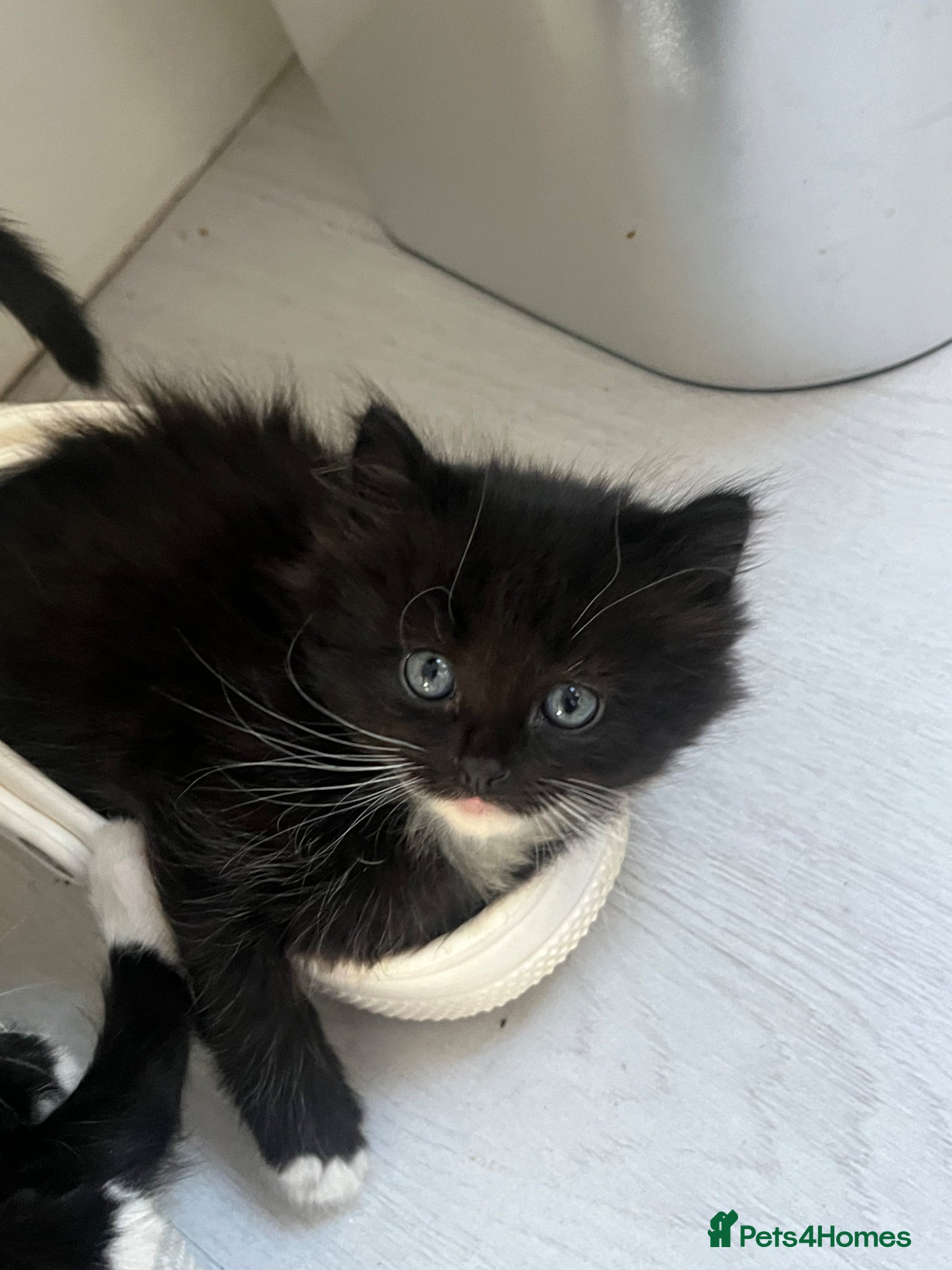 Mixed Breed cats for sale: Adorable playful little girls in Newcastle upon Tyne - Advert 3