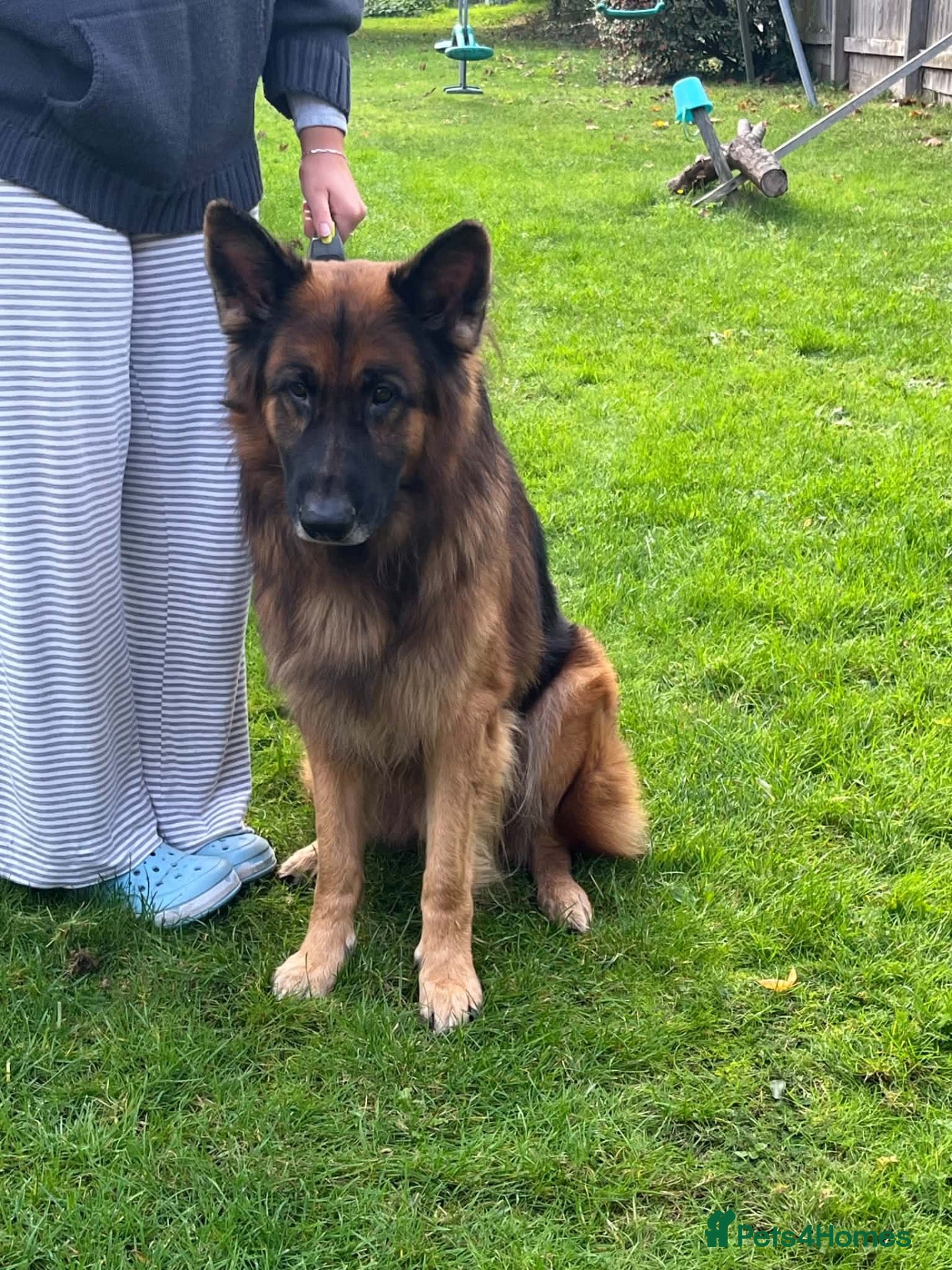 German Shepherd dogs for sale: Bear is his name - Advert 1