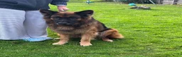 German Shepherd dogs for sale: Bear is his name in Salisbury - Advert 1