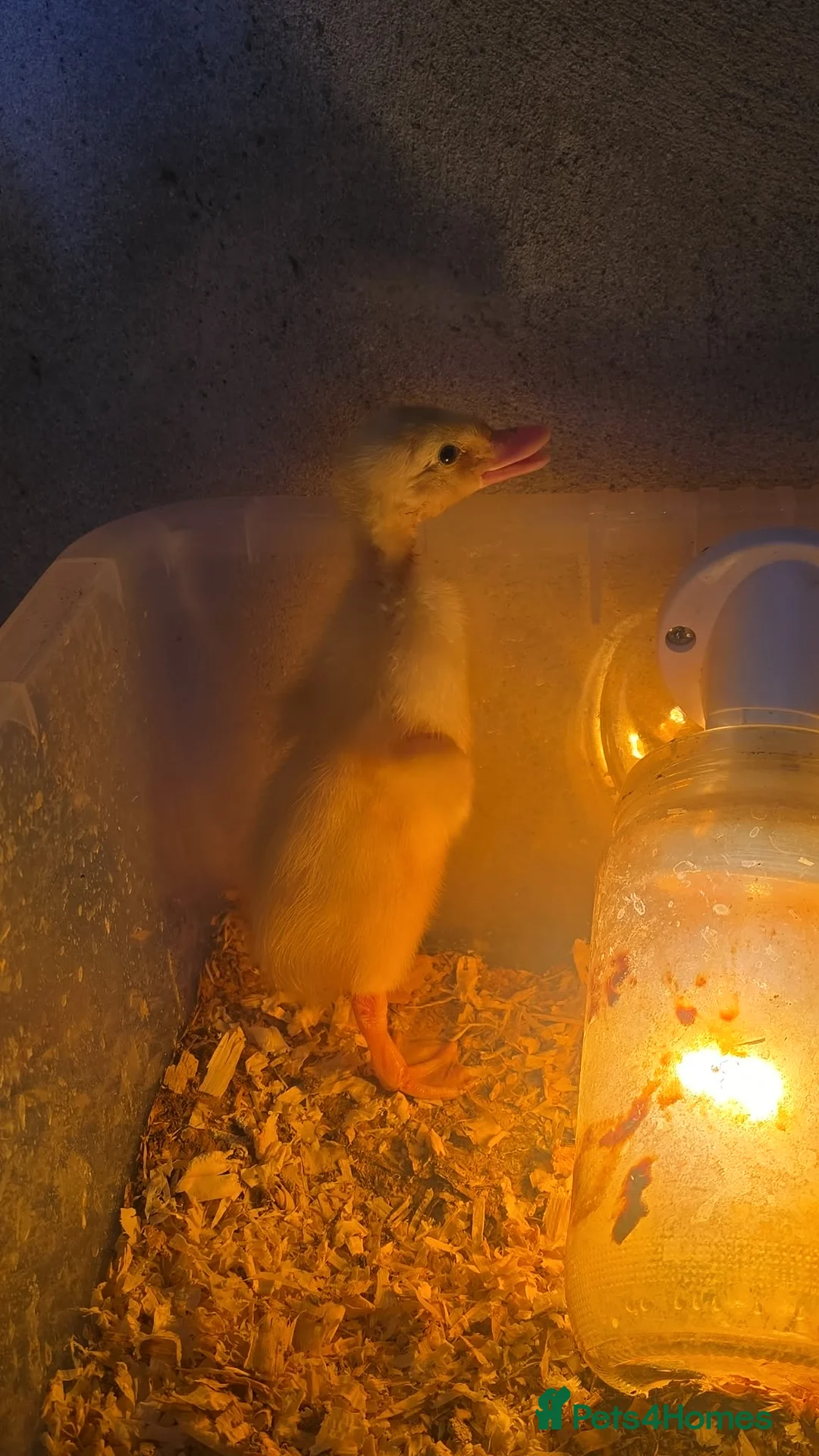 Ducks poultry for sale: Indian Runnner Ducks  in Thurso - Advert 1