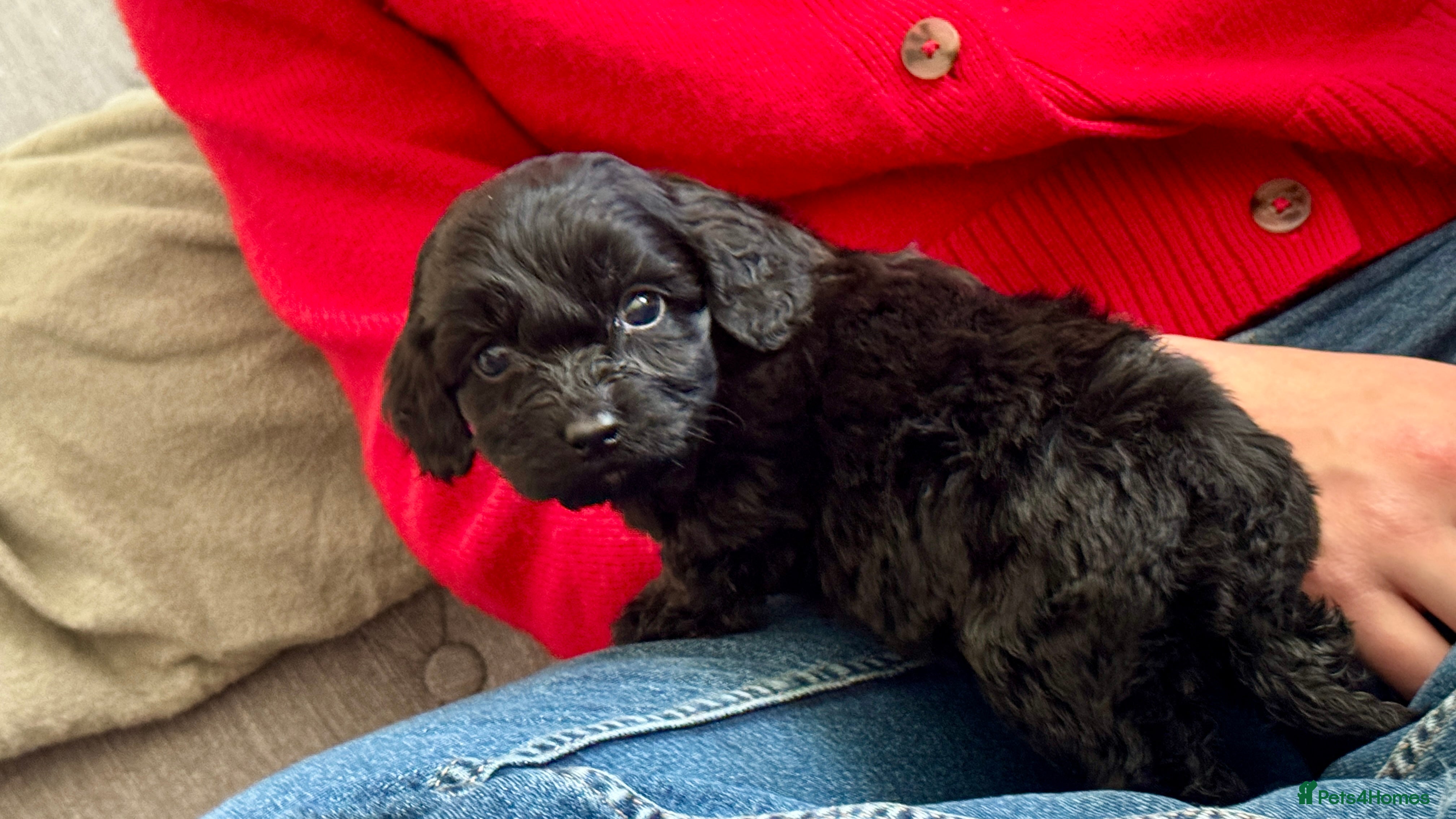 Cockapoo dogs Gorgeous chunky cockapoo puppies - Advert 10