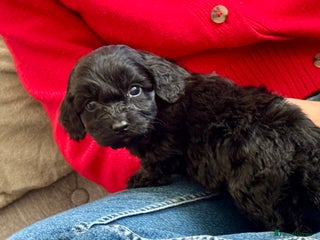 Cockapoo dogs Gorgeous chunky cockapoo puppies - Advert 7