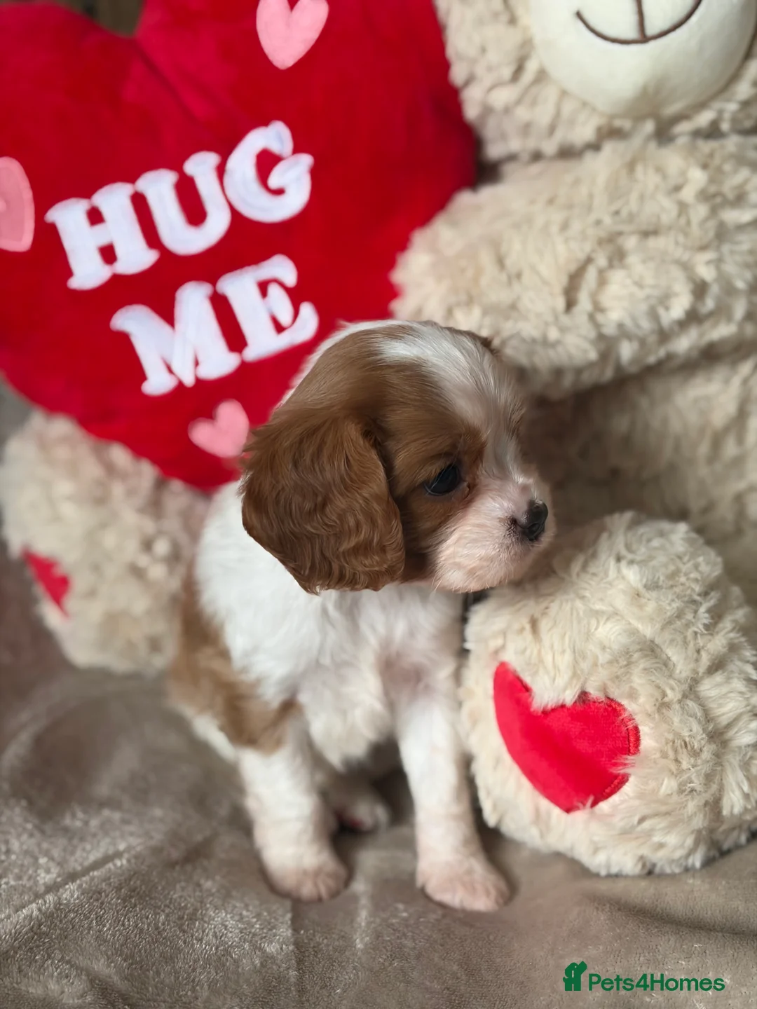 Cavalier King Charles Spaniel dogs for sale: Beautiful KC Registered Cavalier King Charles Pups - Advert 2