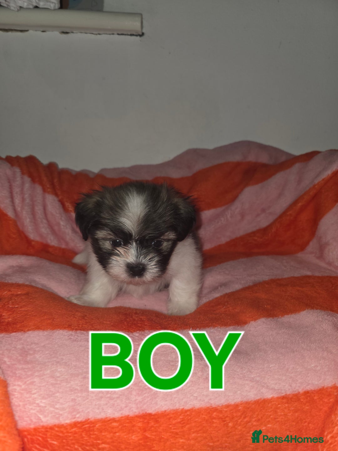 Shih Tzu dogs for sale: Shih tzu  - Image 1