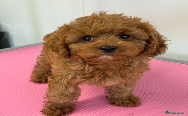 Cavapoo dogs - Advert 14