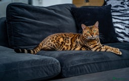 Bengal cats for sale: One of the kind Bengal Female -TICA reg.-Wild look - Image 24