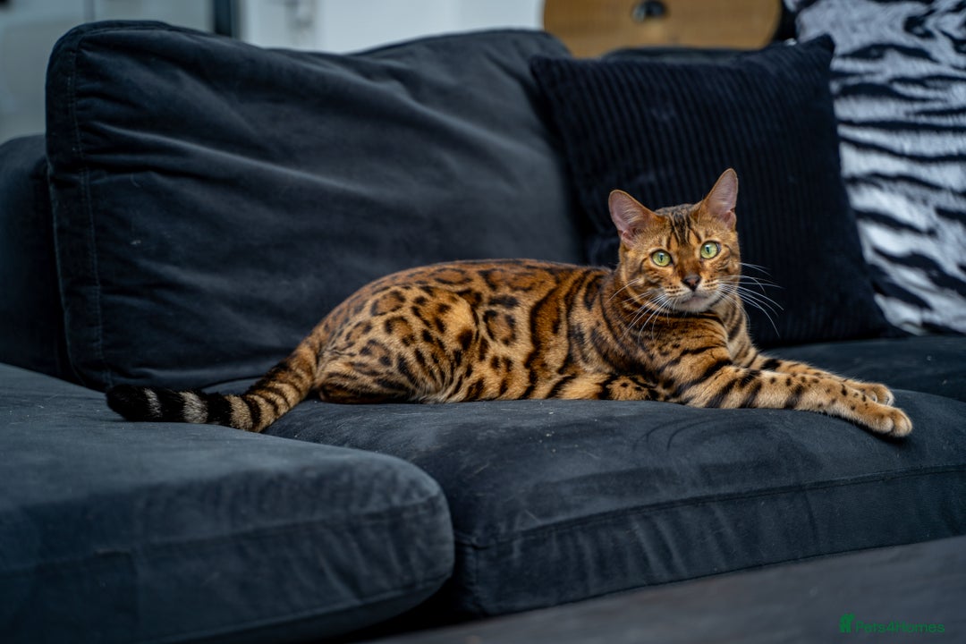 Bengal cats for sale: One of the kind Bengal Female -TICA reg.-Wild look - Image 24