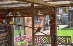 Budgerigars birds for sale: Young budgies for sale £20 sandbach cheshire - Image 1