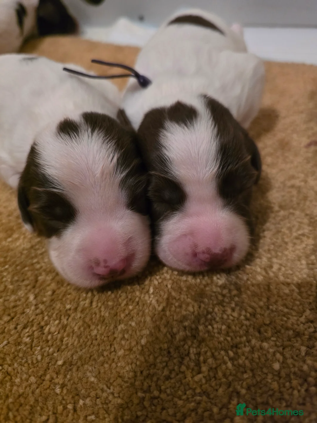 English Springer Spaniel dogs for sale:  Health tested Springer Spaniel puppies - Advert 19