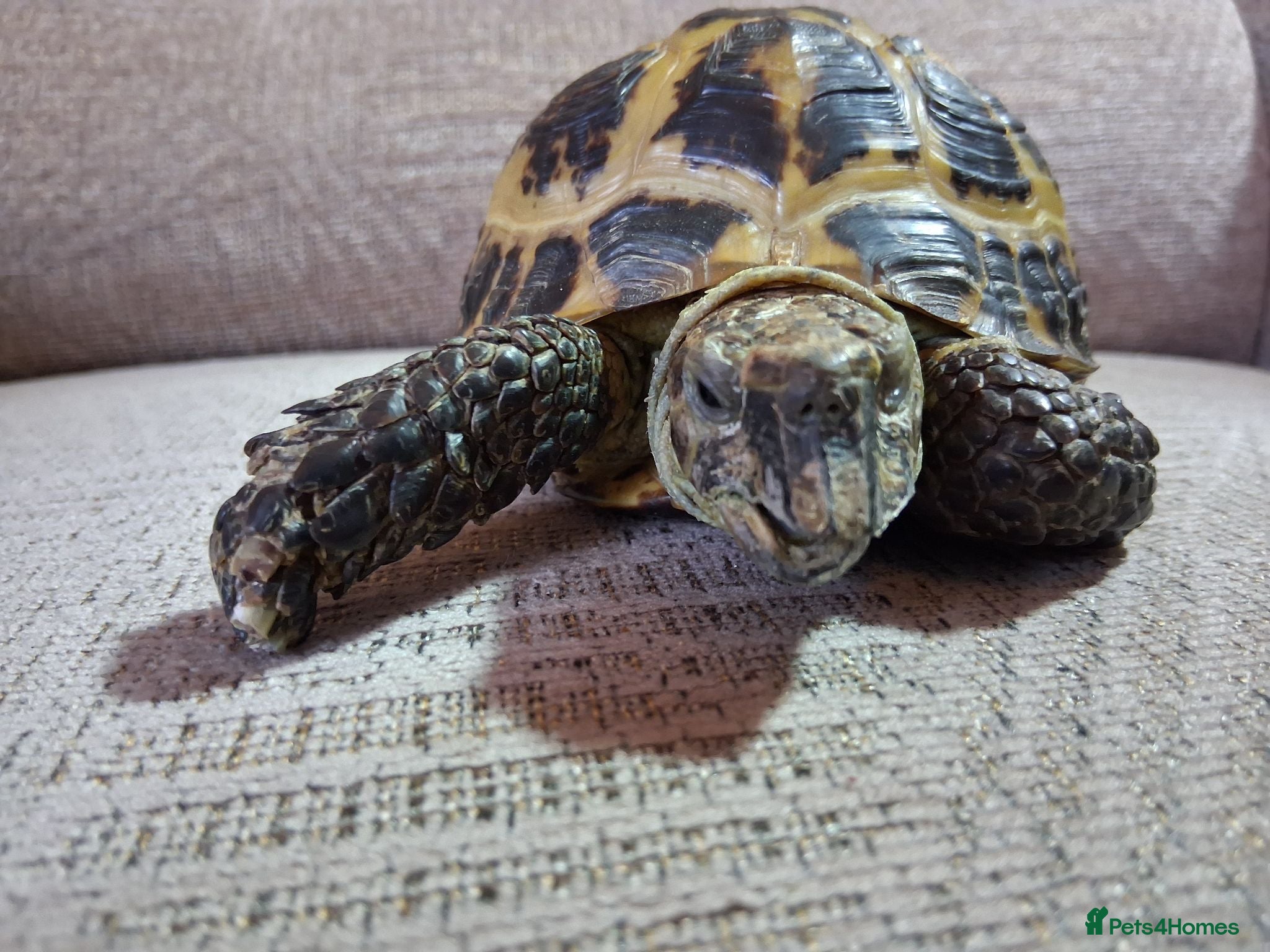 Tortoise reptiles Horsfield (Russian) Tortoise - JOEY - Advert 2