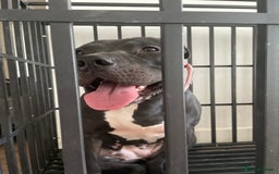 Mixed Breed dogs for sale: Dior  - Image 12