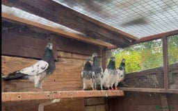 Pigeons birds for sale: Pakistani pigeons for sale  - Image 4