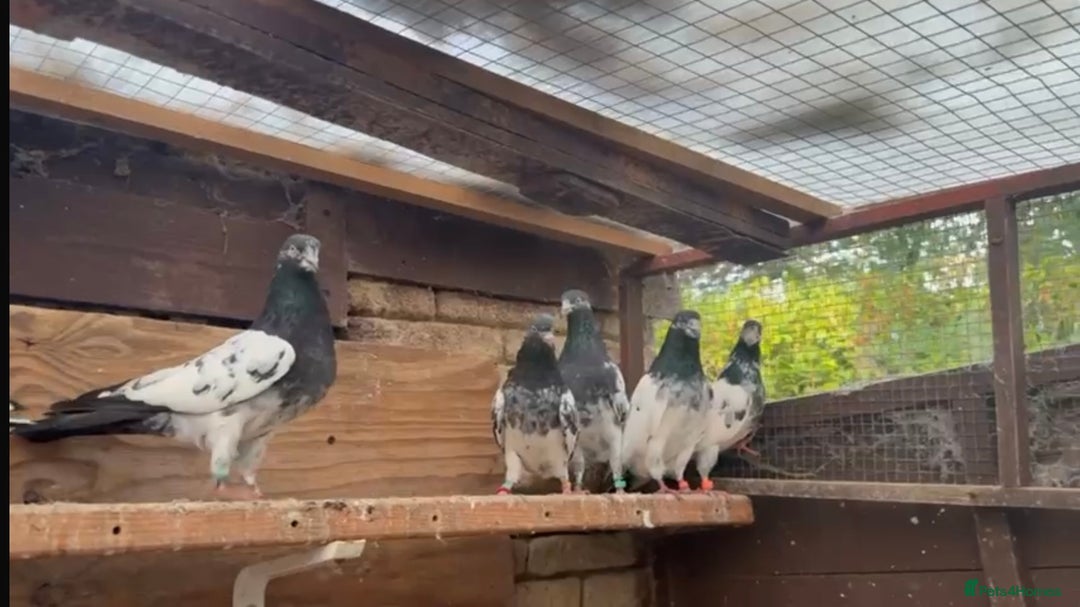 Pigeons birds for sale: Pakistani pigeons for sale  - Image 4