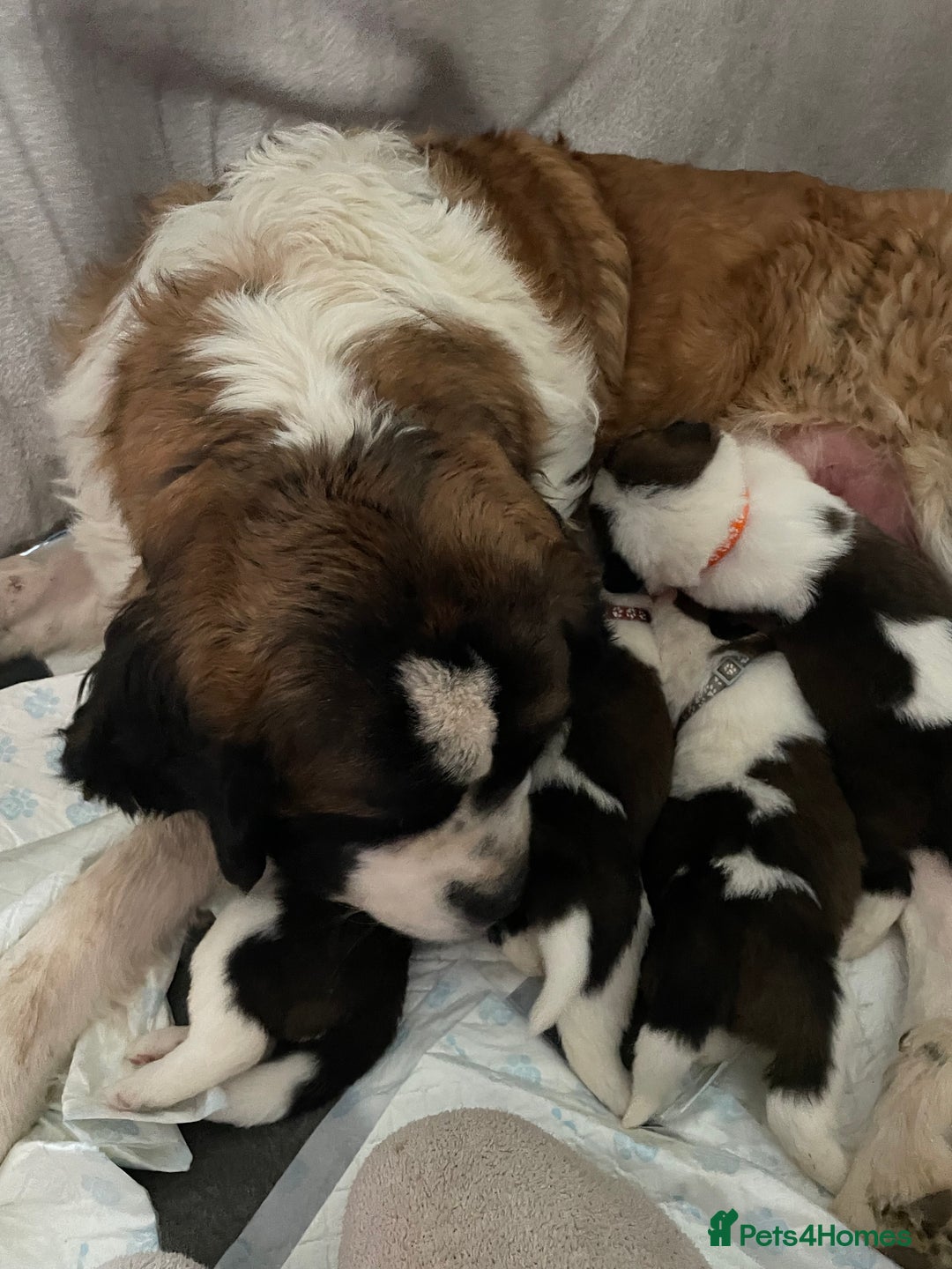 Saint Bernard dogs for sale: Outstanding KC Saint Bernard Puppies - Advert 10