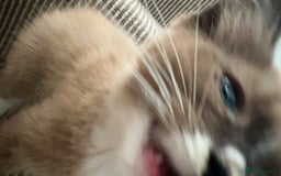 Ragdoll cats for sale: 3-Month-Old Kitten looking for new home - Image 4