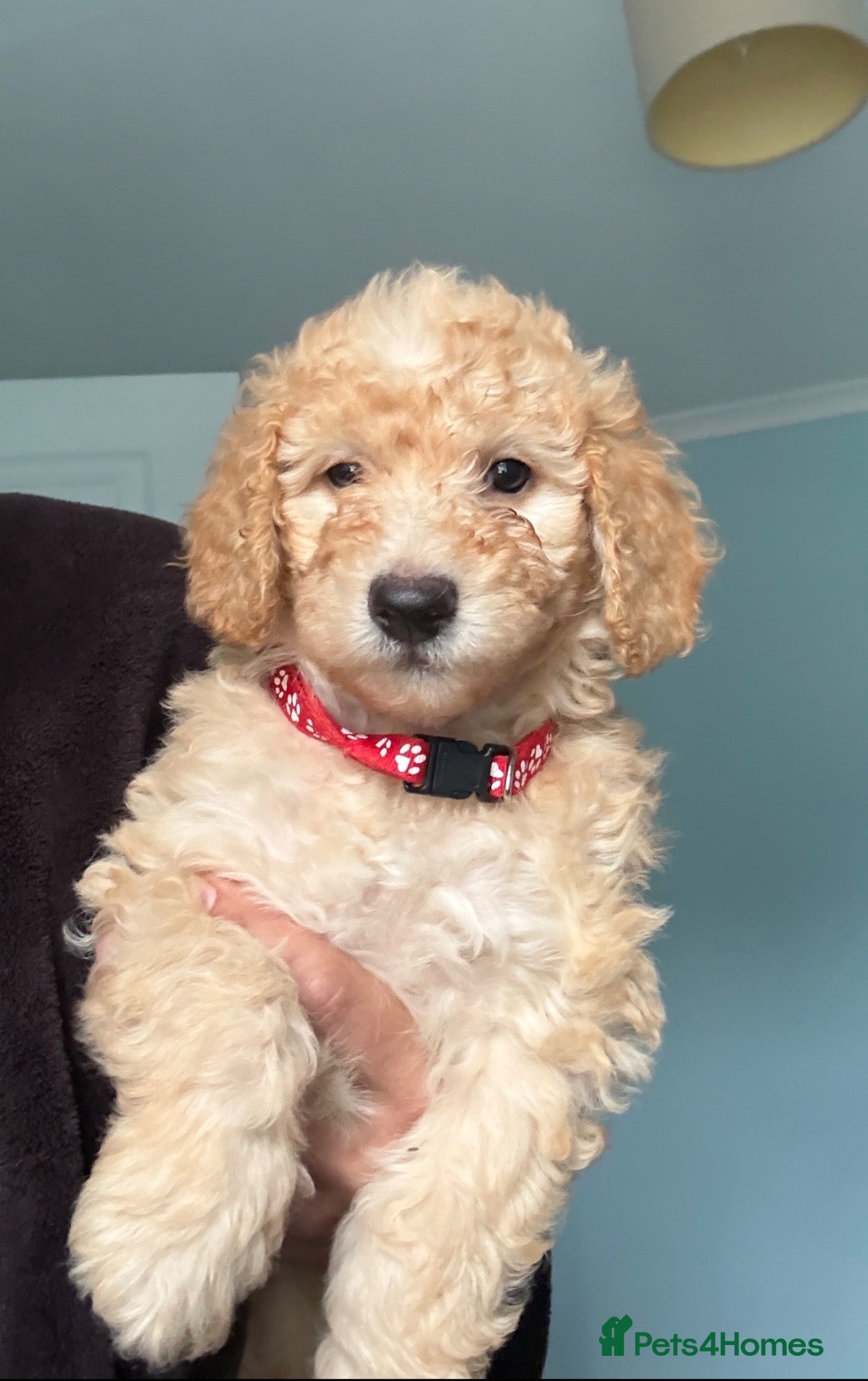 Mini Goldendoodle dogs F1B MINI GOLDENDOODLE – 2 PUPPIES AVAILABLE - Advert 2