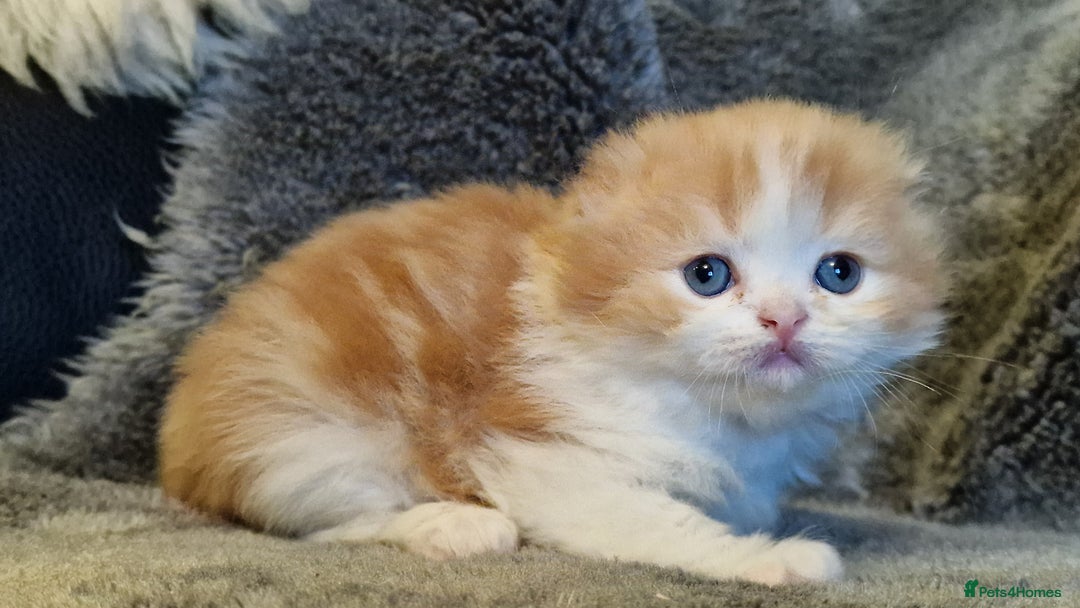 Scottish Fold cats for sale: Six little wonders looking for a new home - Image 5