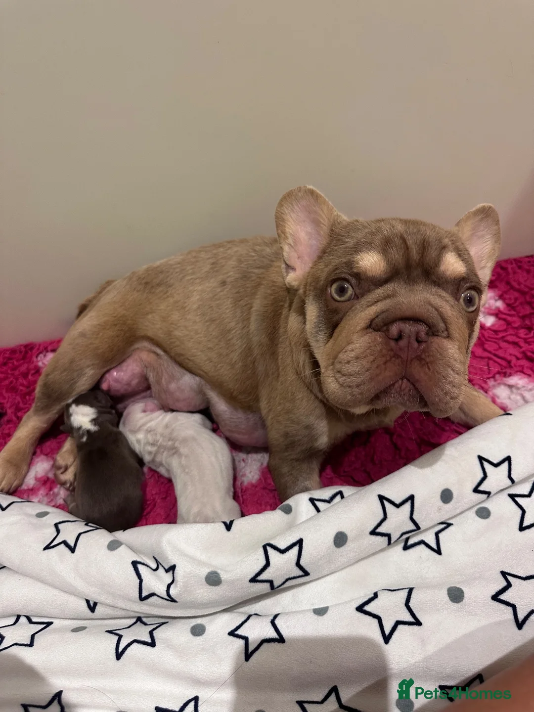 French Bulldog dogs for sale: Stunning Frenchie Boy - Advert 2
