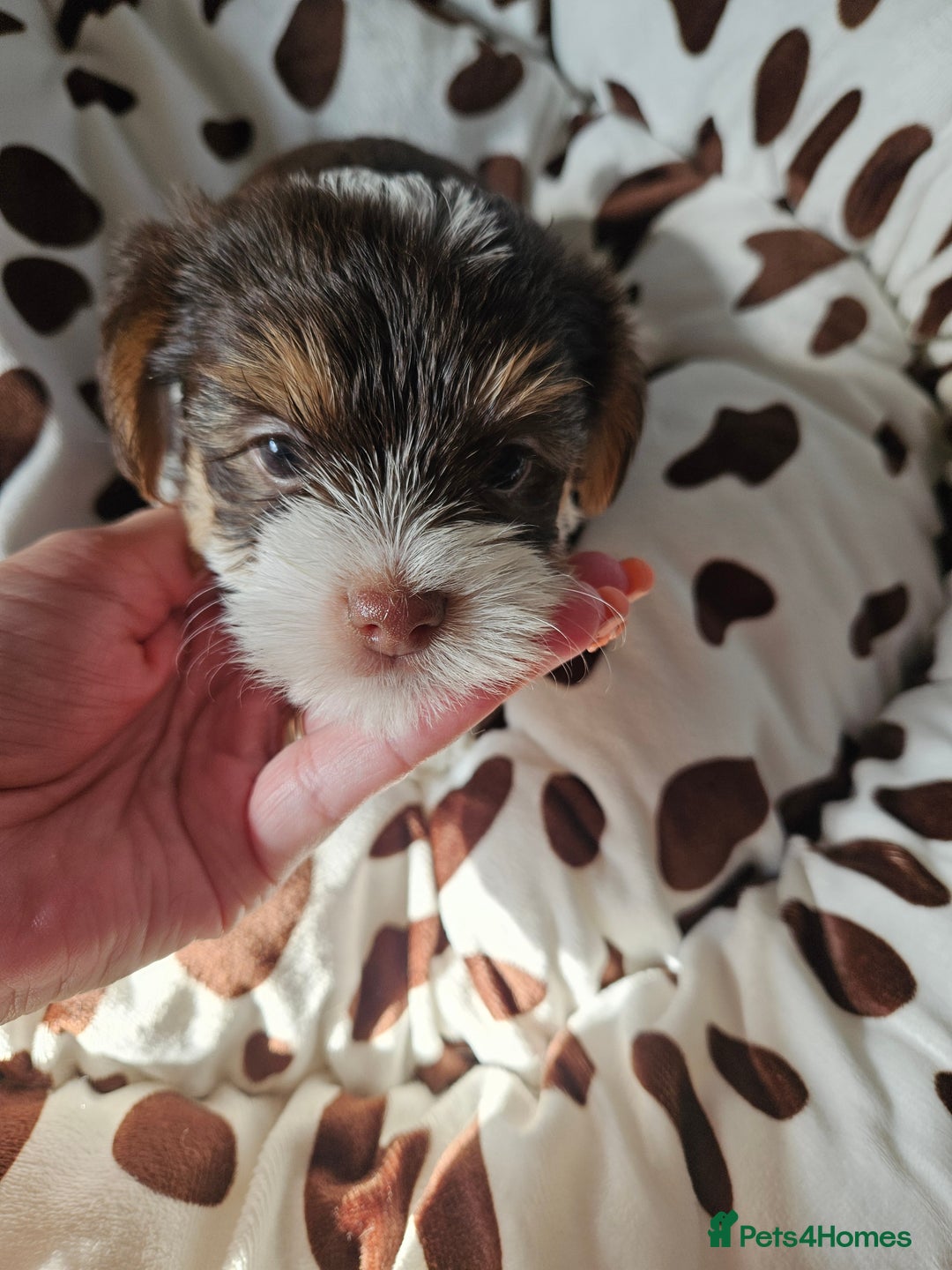 Yorkshire Terrier dogs for sale: DNA TESTED Father - Yorkshire Terrier puppies  - Image 26