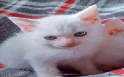 Mixed Breed cats for sale: 4 Gorgeous Pure White Kittens Available 7th Nov - Image 21