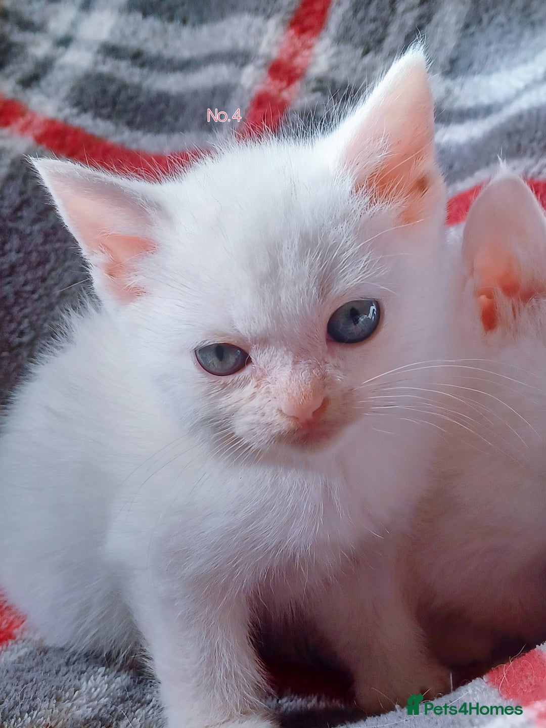 Mixed Breed cats for sale: 4 Gorgeous Pure White Kittens Available 7th Nov - Image 21