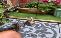 Bengal cats for sale: ✨ Bengal Kittens Looking for Loving Homes ✨ - Image 16