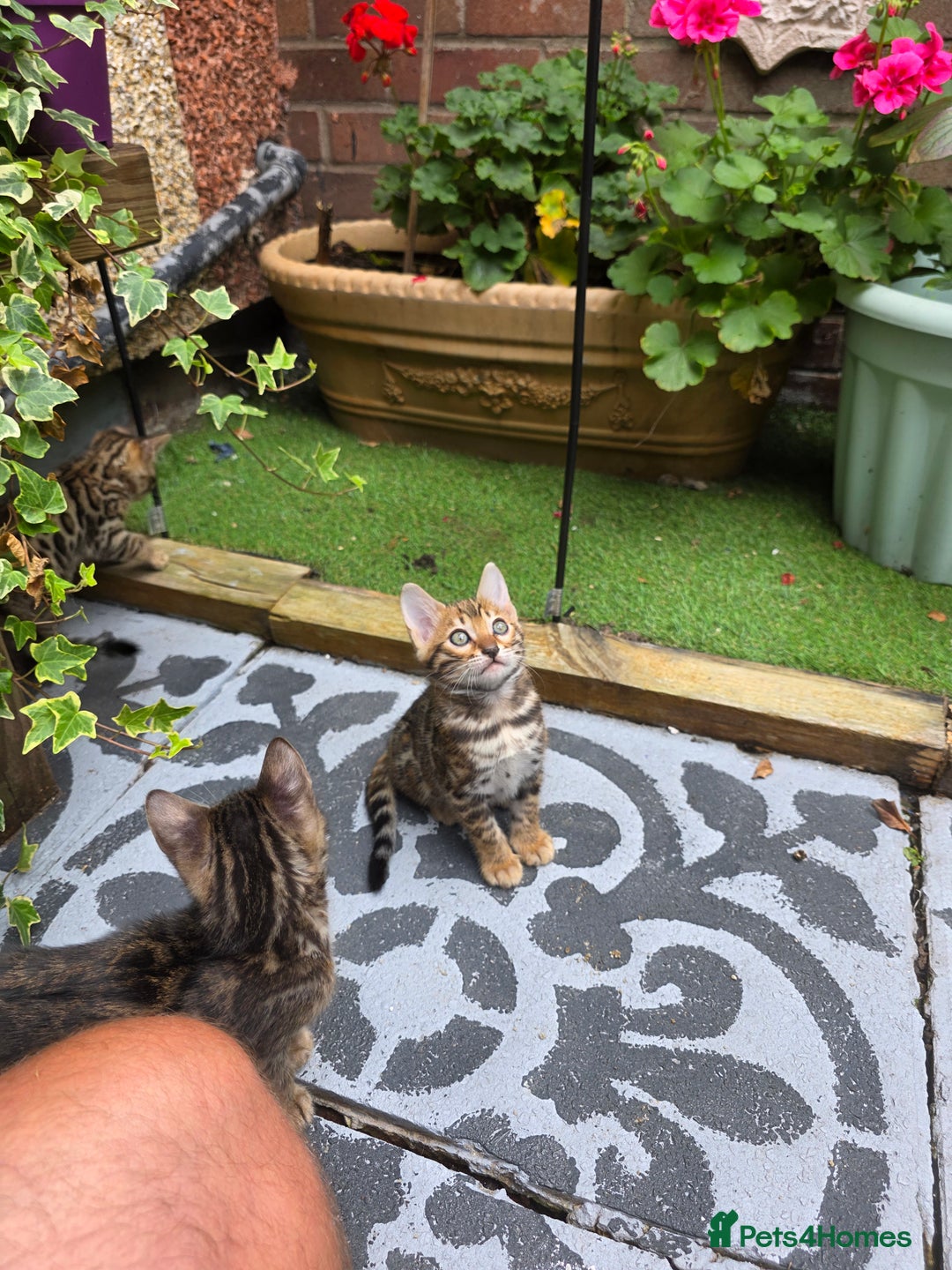 Bengal cats for sale: ✨ Bengal Kittens Looking for Loving Homes ✨ - Image 16
