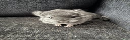 Chinchilla rodents for sale: 3 male chinchillas  - Advert 4