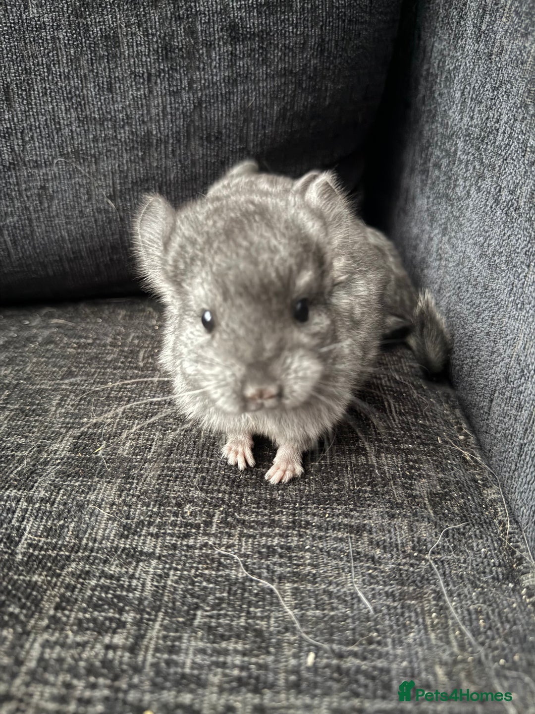 Chinchilla rodents for sale: 3 male chinchillas  - Advert 4