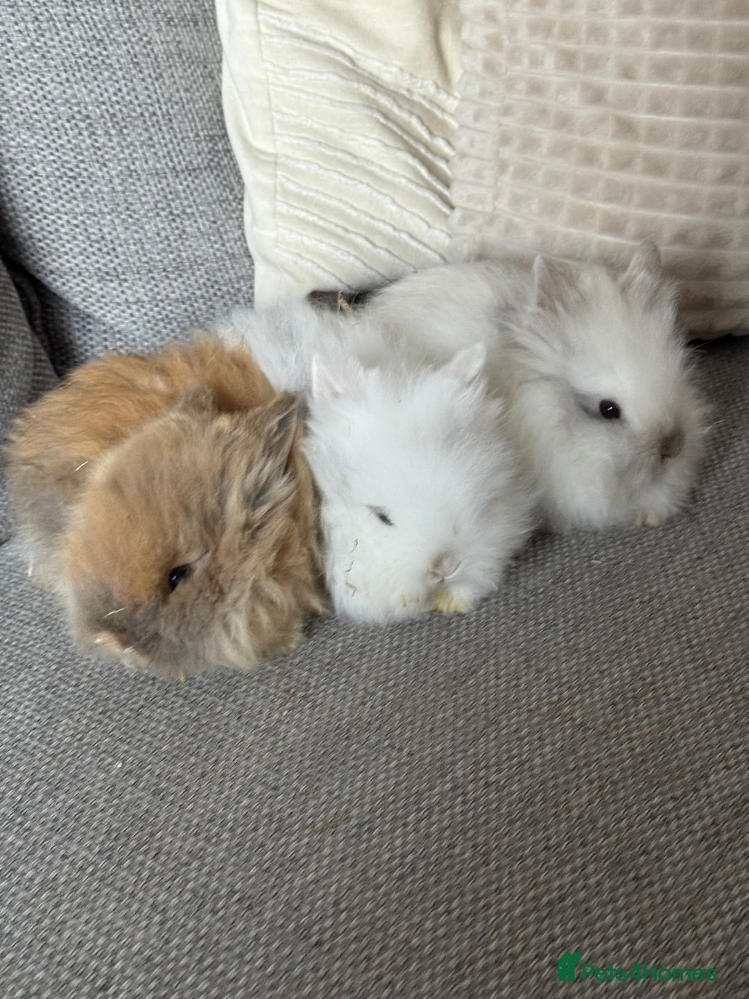 Lionhead rabbits for sale: Lion head  8weeks old  in Swadlincote - Image 2