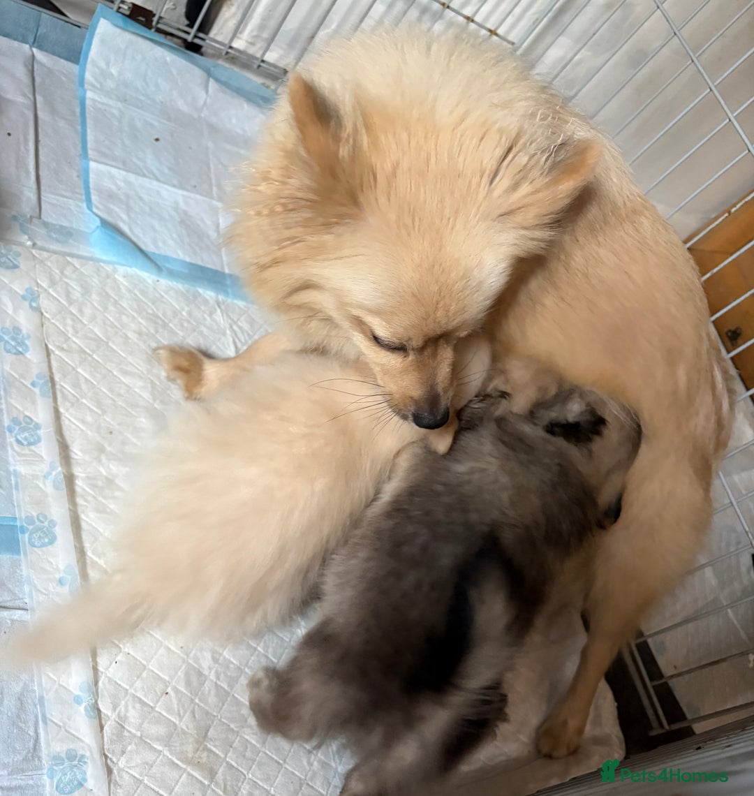 Pomeranian dogs for sale: Pomeranian puppies - Advert 13