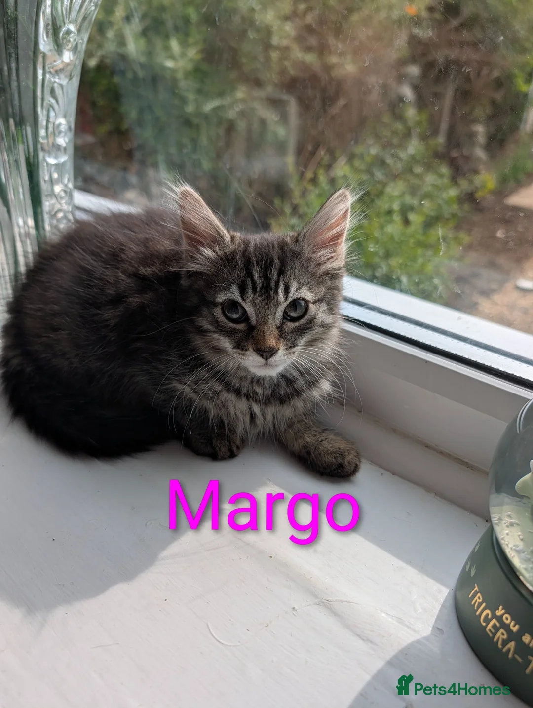 Mixed Breed cats for sale: Beautiful kittens ready for new homes NOW! in King's Lynn - Advert 2