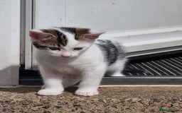 Mixed Breed cats for sale: Beautiful male kitten ready to leave now - Image 2