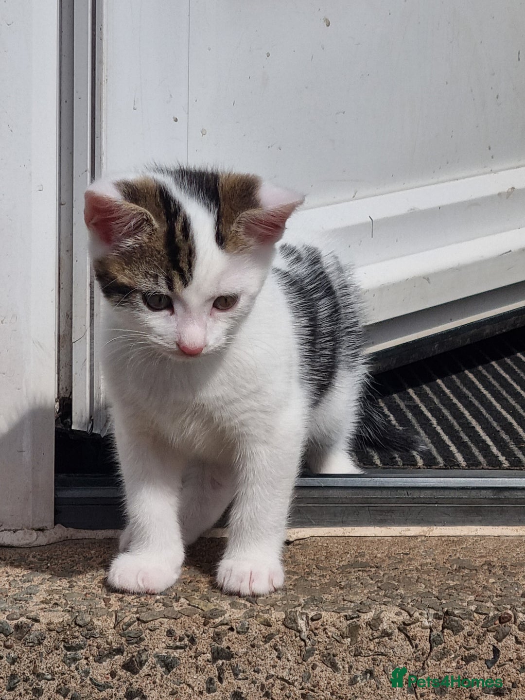 Mixed Breed cats for sale: Beautiful male kitten ready to leave now - Image 2