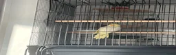 Cockatiels birds for sale: Young Cockatiel for sale in Rotherham - Advert 4