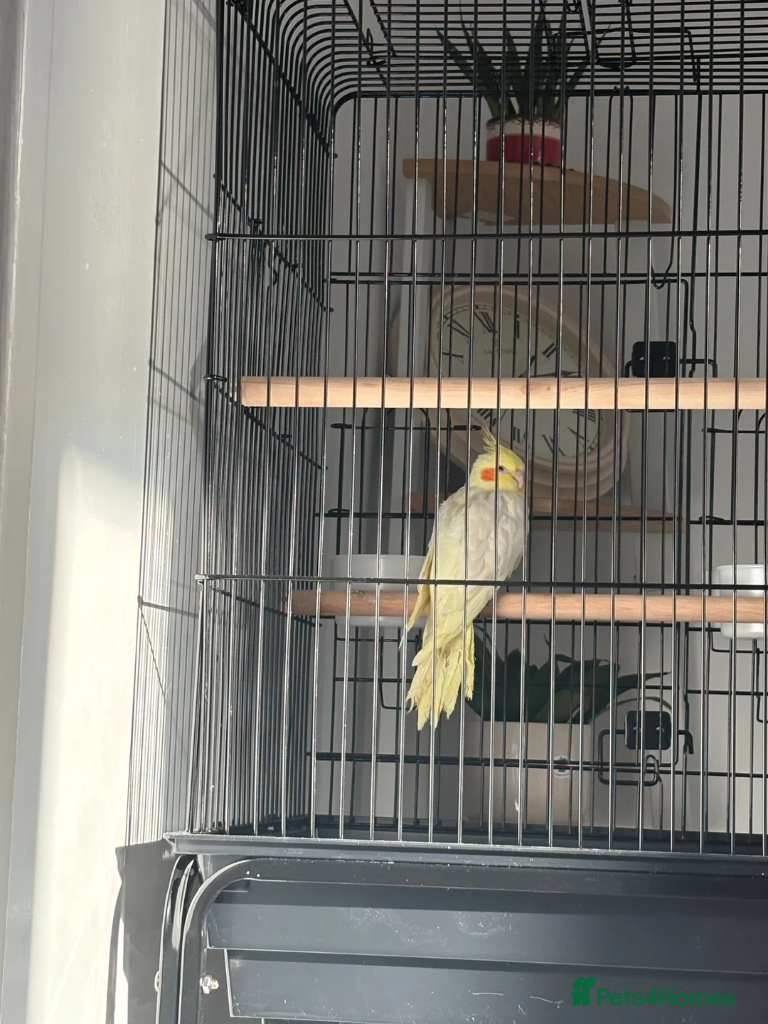 Cockatiels birds for sale: Young Cockatiel for sale in Rotherham - Advert 4