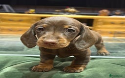Miniature Dachshund dogs for sale: Three superb girls available NOW - Image 5