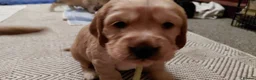 Cocker Spaniel dogs for sale: Working cocker puppies for sale in Ammanford - Advert 3