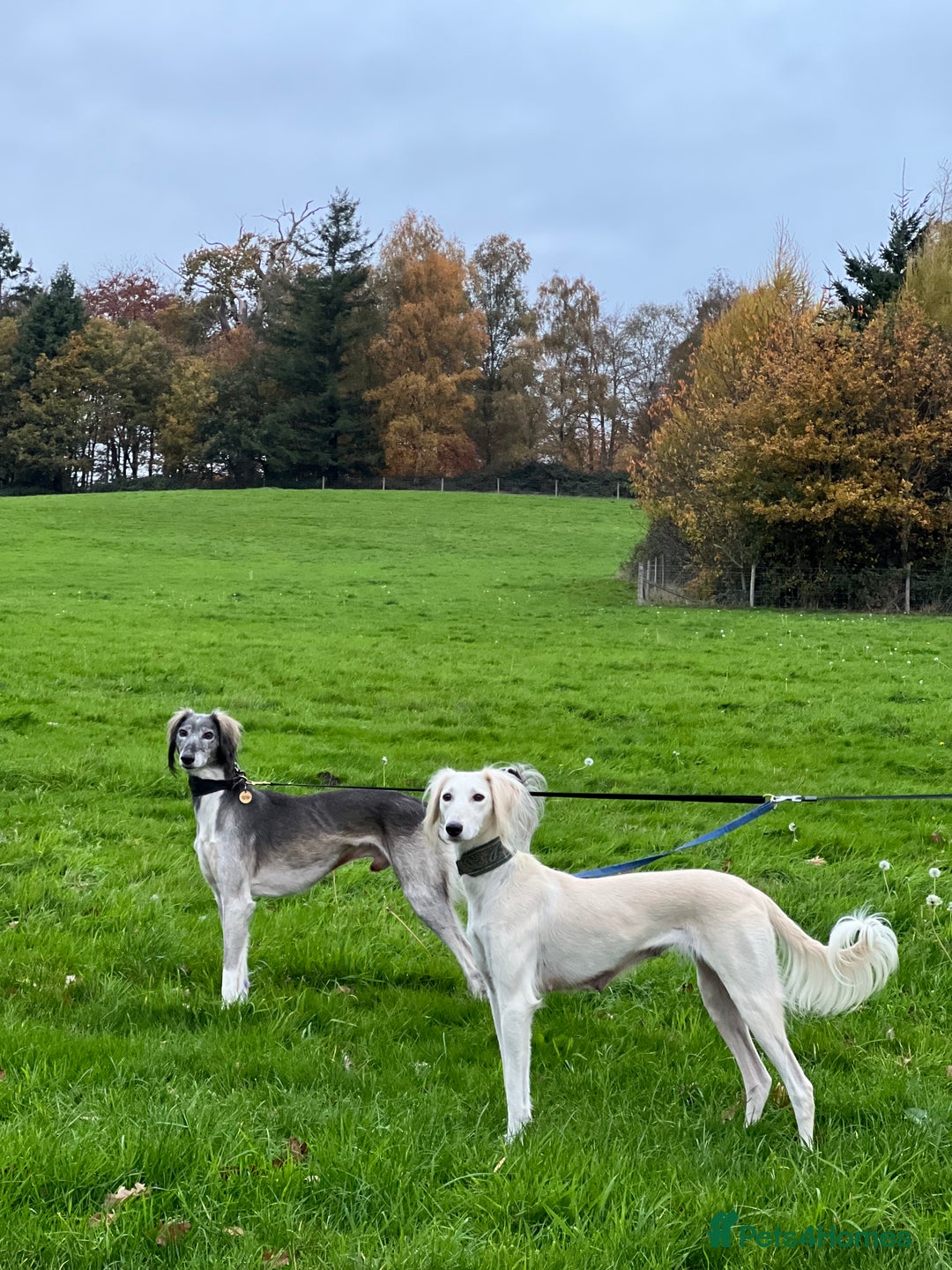 Saluki dogs for sale: ✨ Only one incredible Male left✨ Price REDUCED!!  - Advert 6