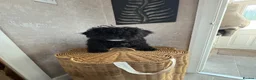 Mixed Breed dogs for sale: Yorkie poo Boy for sale  - Advert 4